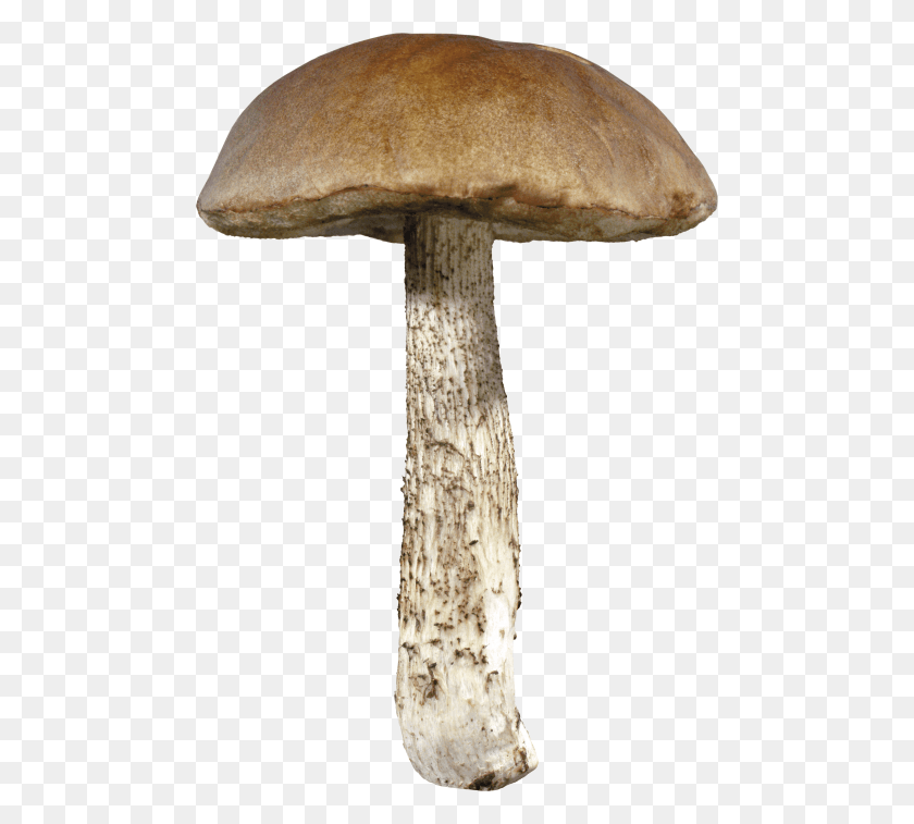 480x697 Free Mushroom Images Background Mushroom Transparent Background, Plant, Fungus, Amanita HD PNG Download