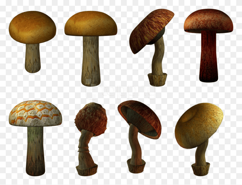 850x634 Free Mushroom Images Transparent Mushroom, Plant, Amanita, Agaric HD PNG Download