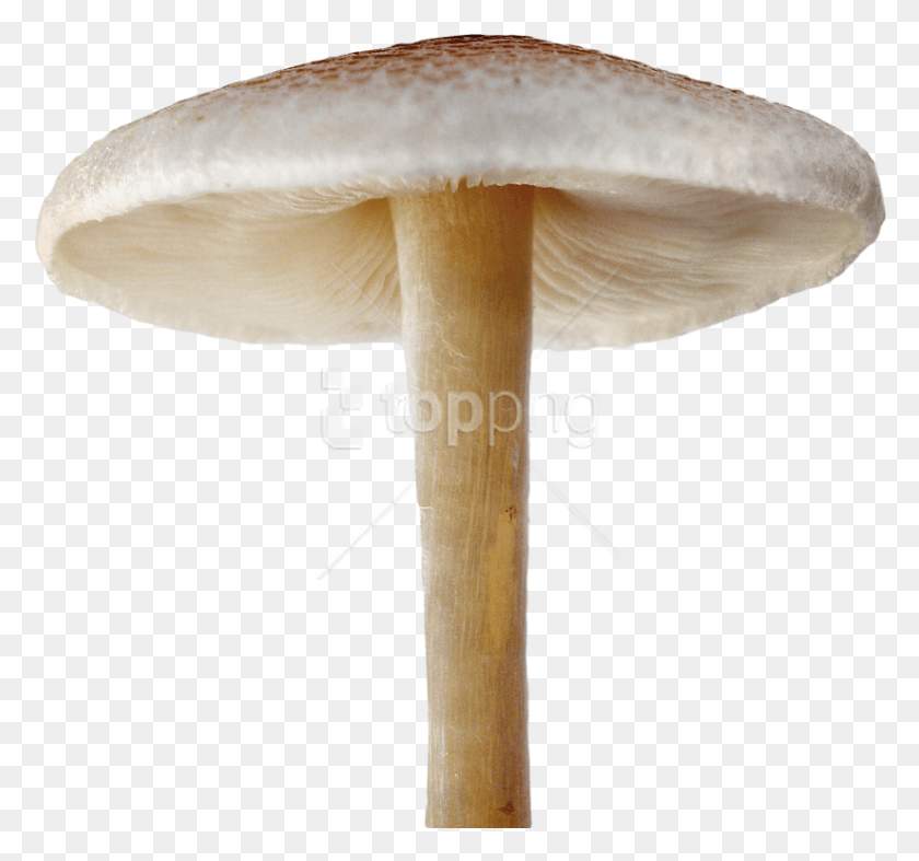 824x769 Free Mushroom Images Transparent Mushroom, Fungus, Plant, Agaric HD PNG Download