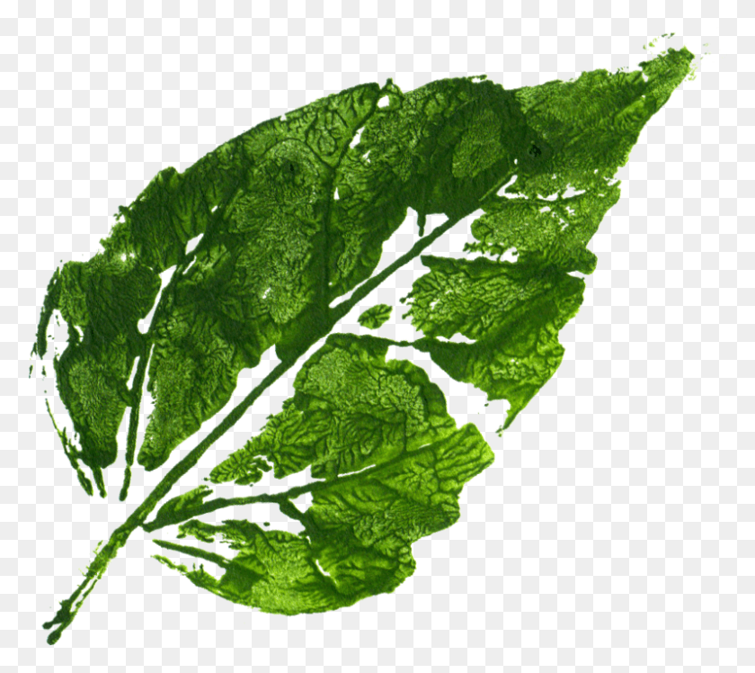 800x706 Descargar Png / Mostaza Verde, Hoja, Planta, Producir Hd Png