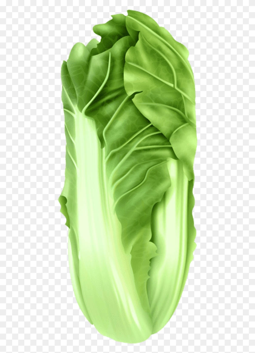 461x1104 Free Napa Cabbage Images Background Collard Greens, Plant, Vegetable, Food HD PNG Download