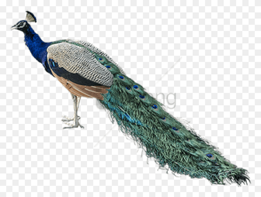 808x597 Free Nepal National Bird Image With Transparent Nepal National Bird, Peacock, Animal HD PNG Download