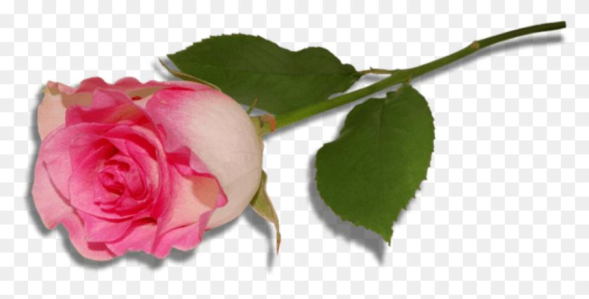 850x399 Бесплатные Новые Обои Природа Широкоформатные Rosa Анимационные Картинки Фиолетовых Роз, Растений, Роз, Цветов, Hd Png Скачать