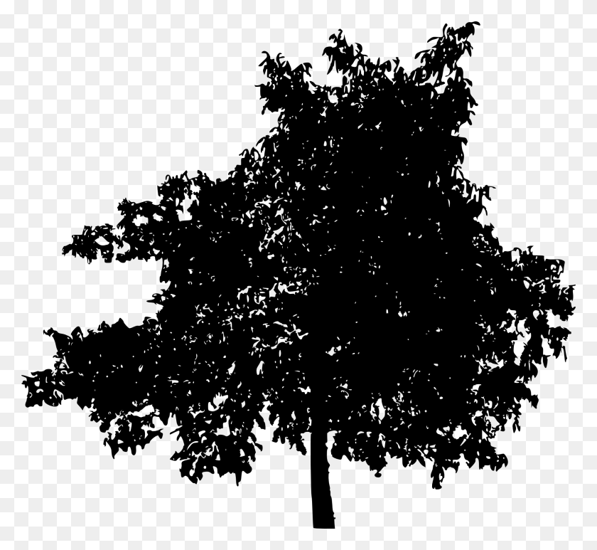 2000x1830 Png Дуб, Дерево, Растение Hd Png