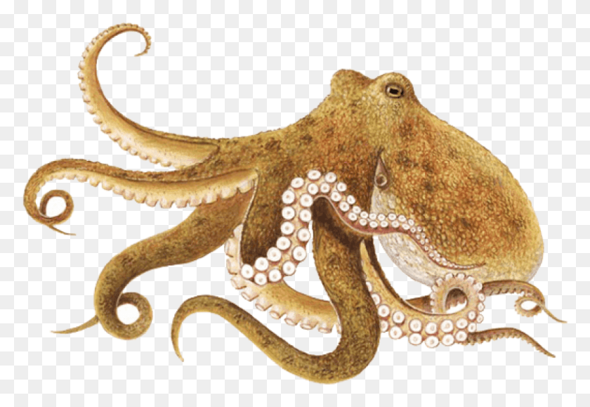 818x545 Descargar Png Octopus Brown Images Background Pulpo, Invertebrado, Vida Marina, Animal Hd Png