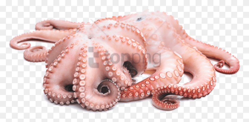 851x384 Free Octopus Images Transparent Octopus, Sea Life, Animal, Invertebrate HD PNG Download