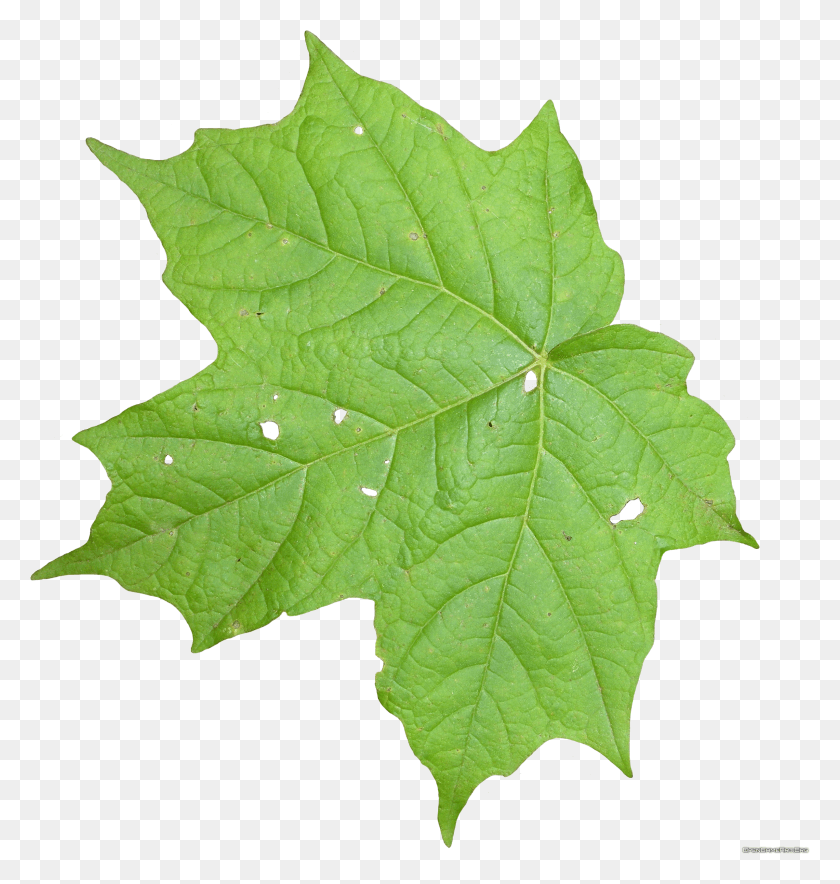 2399x2536 Free Of Leaf Icon Clipart Vine Leaf Texture HD PNG Download