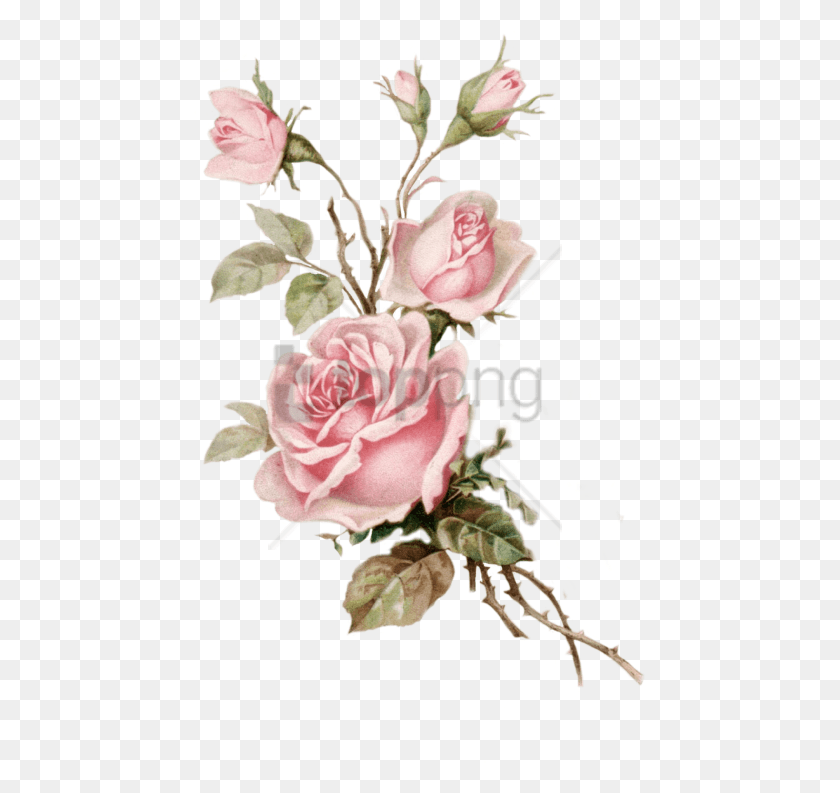 453x733 Free Old Rose Imagen Con Fondo Transparente Vintage Pink Floral, Planta, Flor, Flor Hd Png Descargar