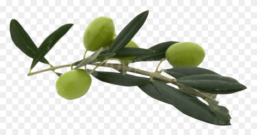 Free Olive Olive, Plant, Insect, Invertebrate HD PNG Download