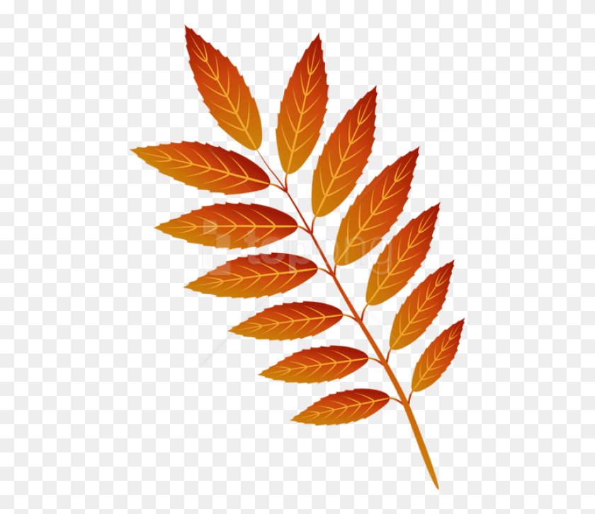 480x667 Free Orange Autumn Leaf Clipart Photo Smooth Sumac, Plant, Veins, Fern HD PNG Download