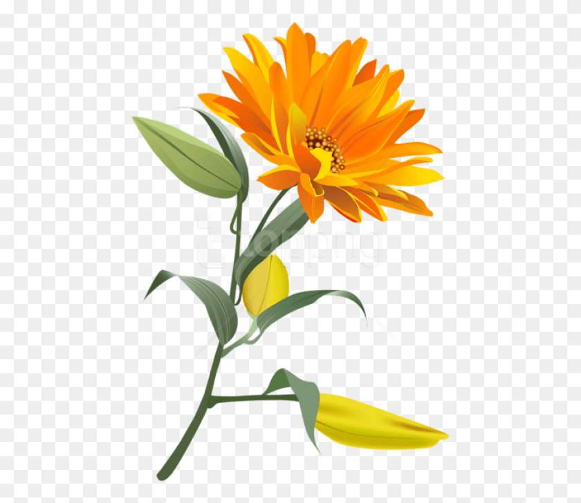 463x668 Png Оранжевый Цветок Изображения Фона Testigos De Jehov On Line, Растение, Цветок, Цветение Hd Png