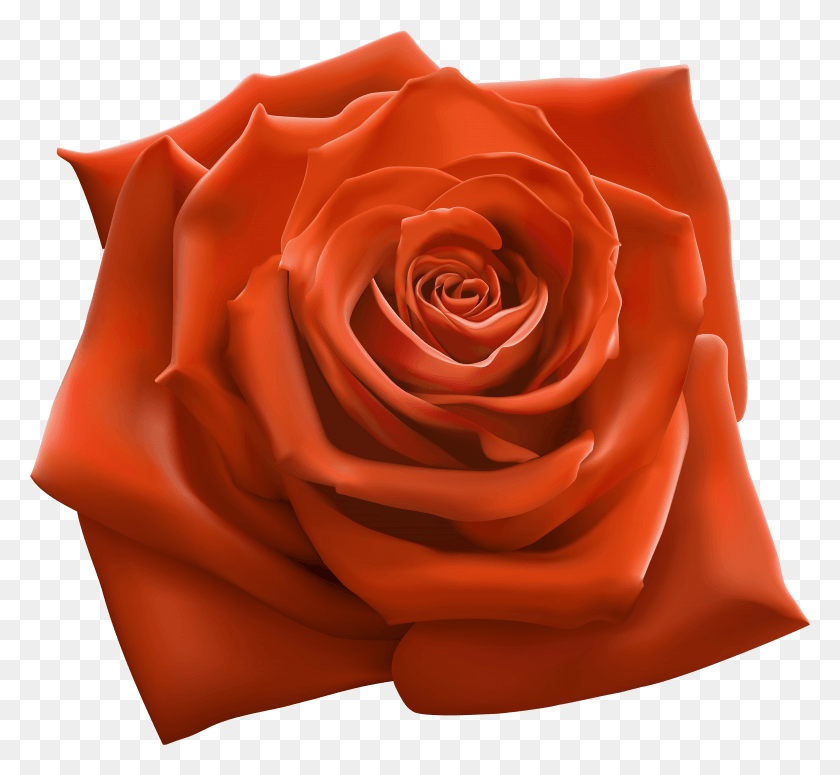 4964x4555 Free Orange Rose Images Background Flower Clipart Pink Rose HD PNG Download