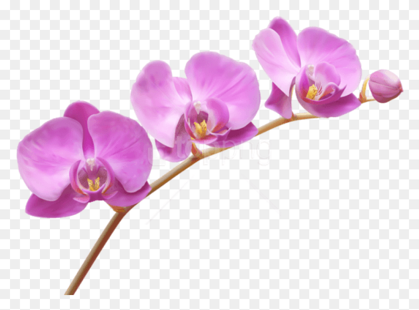 837x604 Бесплатные Орхидеи Прозрачные Изображения Фон Прозрачный Фон Прозрачный Цветок Клипарт, Растение, Цветение, Орхидея Hd Png Скачать