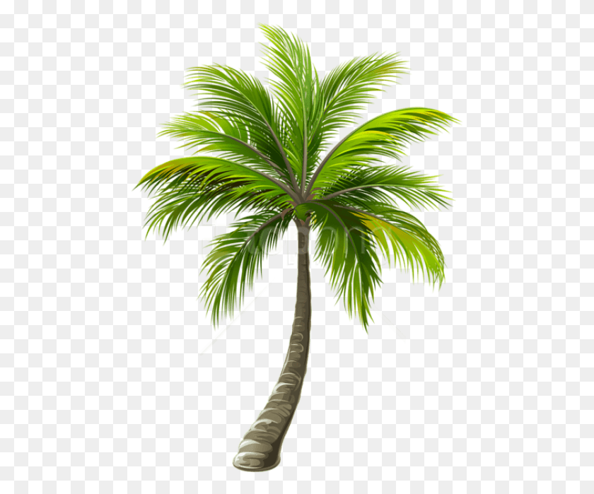 471x639 Free Palm Images Transparent Palm, Palm Tree, Tree, Plant HD PNG Download