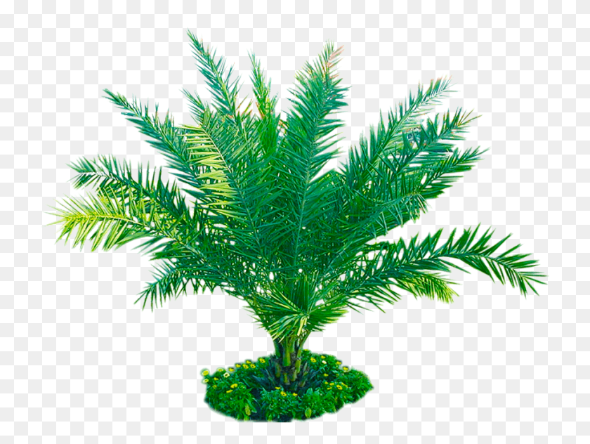 729x572 Free Palm Plant Image Transparent Background, Tree, Leaf, Palm Tree HD PNG Download