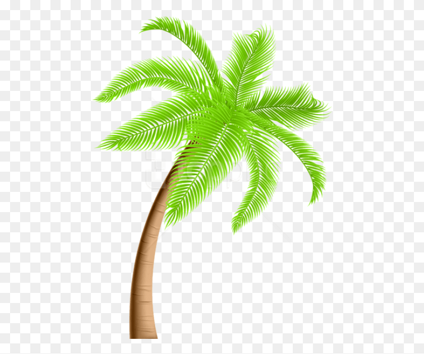 476x641 Free Palm Tree Images Background Clipart Palm Tree, Plant, Leaf, Fern HD PNG Download