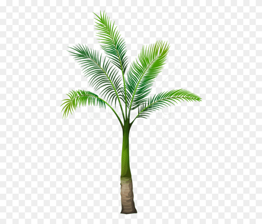 459x657 Free Palm Tree Images Transparent Palm Tree File, Plant, Leaf, Tree HD PNG Download