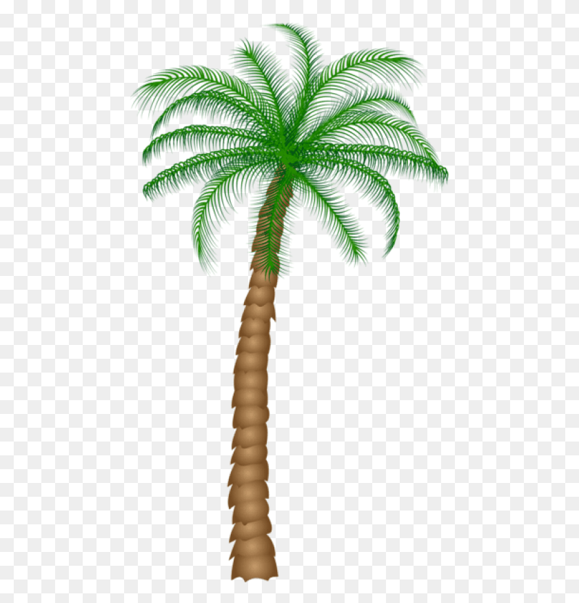 465x814 Free Palm Tree Images Transparent Real Palm Tree Transparent Background, Tree, Plant, Arecaceae HD PNG Download