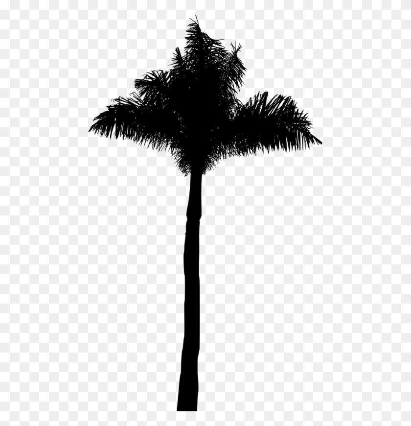 480x810 Силуэт Пальмы Attalea Speciosa, Дерево, Растение Hd Png Скачать