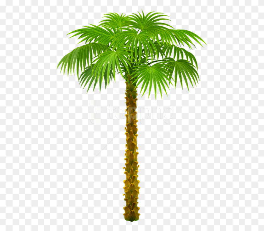 480x678 Free Palm Treepicture Images Background California Palm Tree Clip Art, Tree, Plant, Arecaceae Hd Png Download