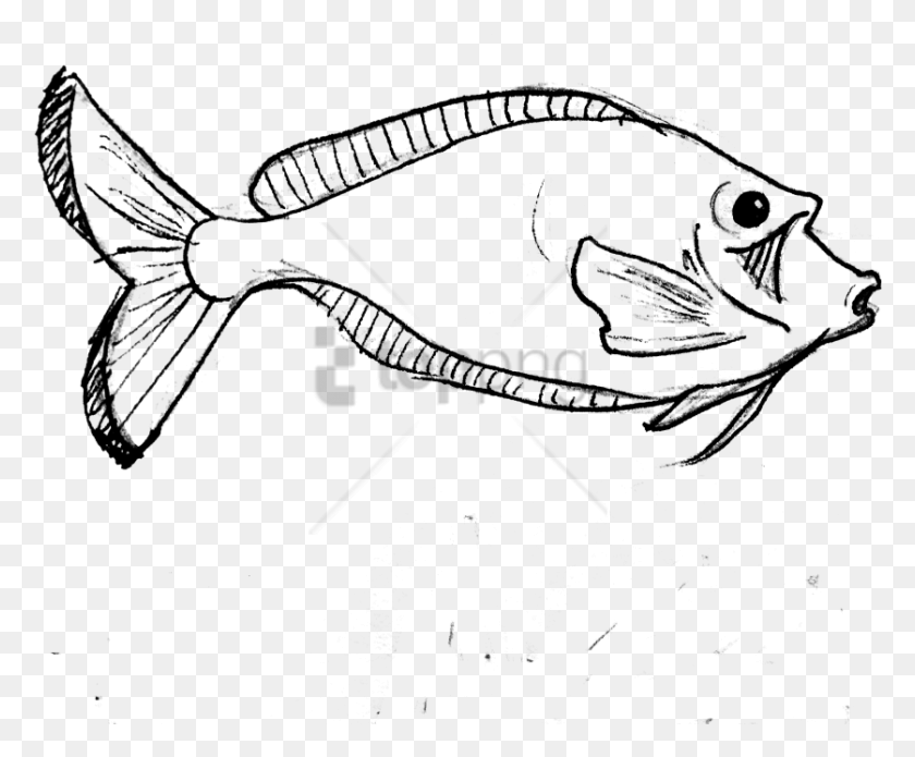 837x682 Free Parrot Fish Line Art Image With Transparent Coral Reef Fish, Text, Symbol, Tie HD PNG Download