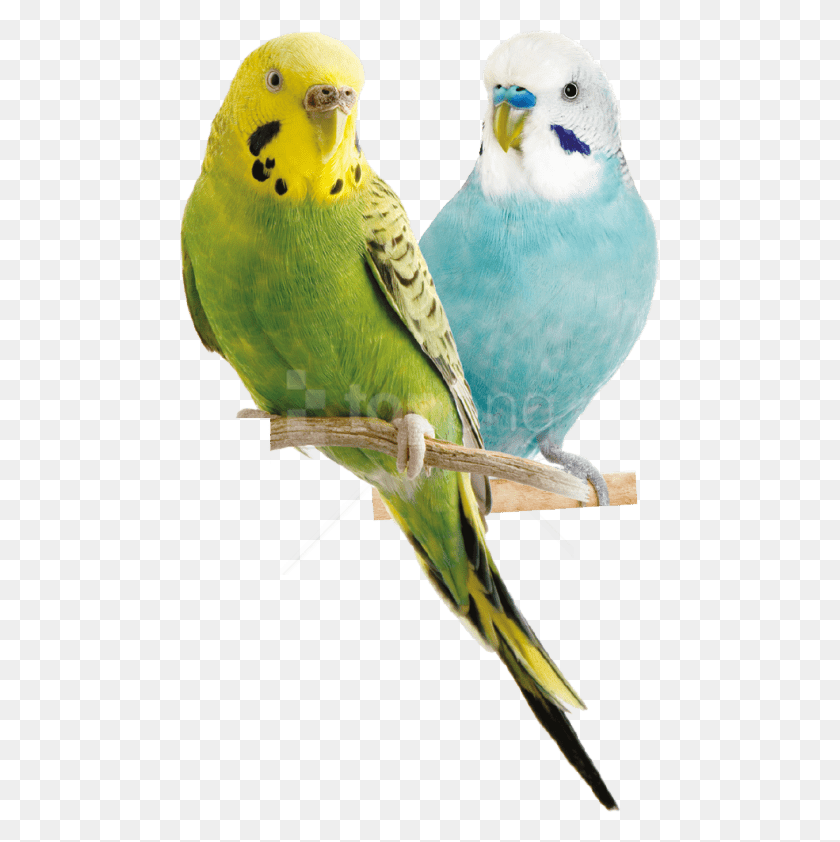 480x782 Free Parrot Images Background, Bird, Animal, Parakeet HD PNG Download