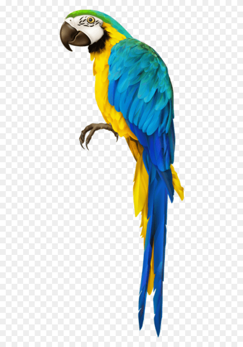 434x1138 Free Parrot Transparent Images Background Ara Parrot, Bird, Animal, Macaw HD PNG Download