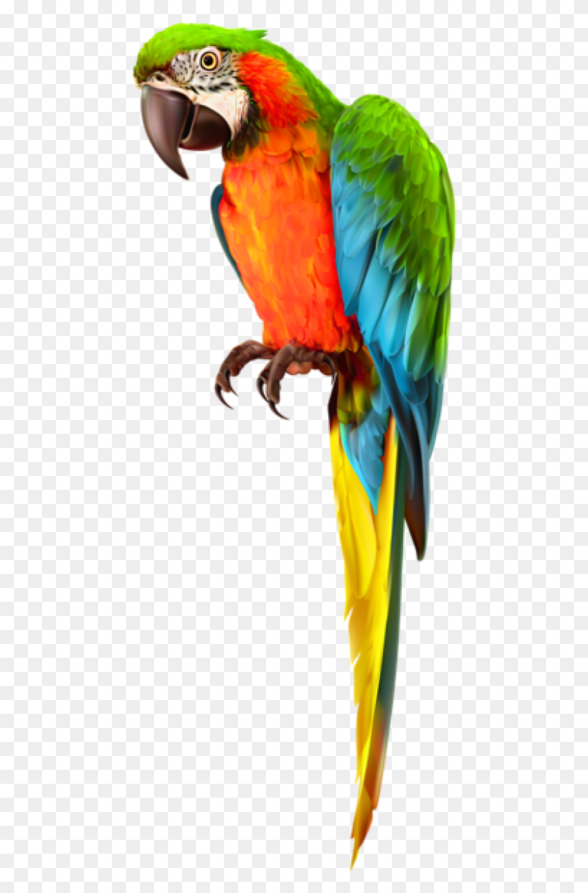 465x1216 Free Parrot Transparent Images Background Macaw, Bird, Animal HD PNG Download