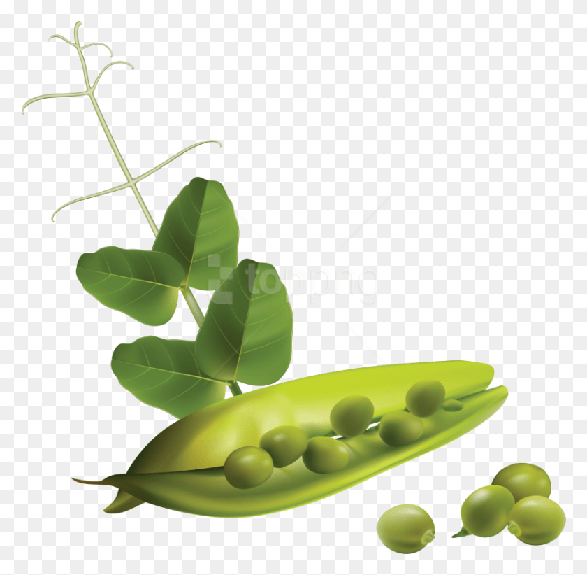 850x831 Free Pea Images Transparent Free Vector Vegetables, Plant, Vegetable, Food HD PNG Download
