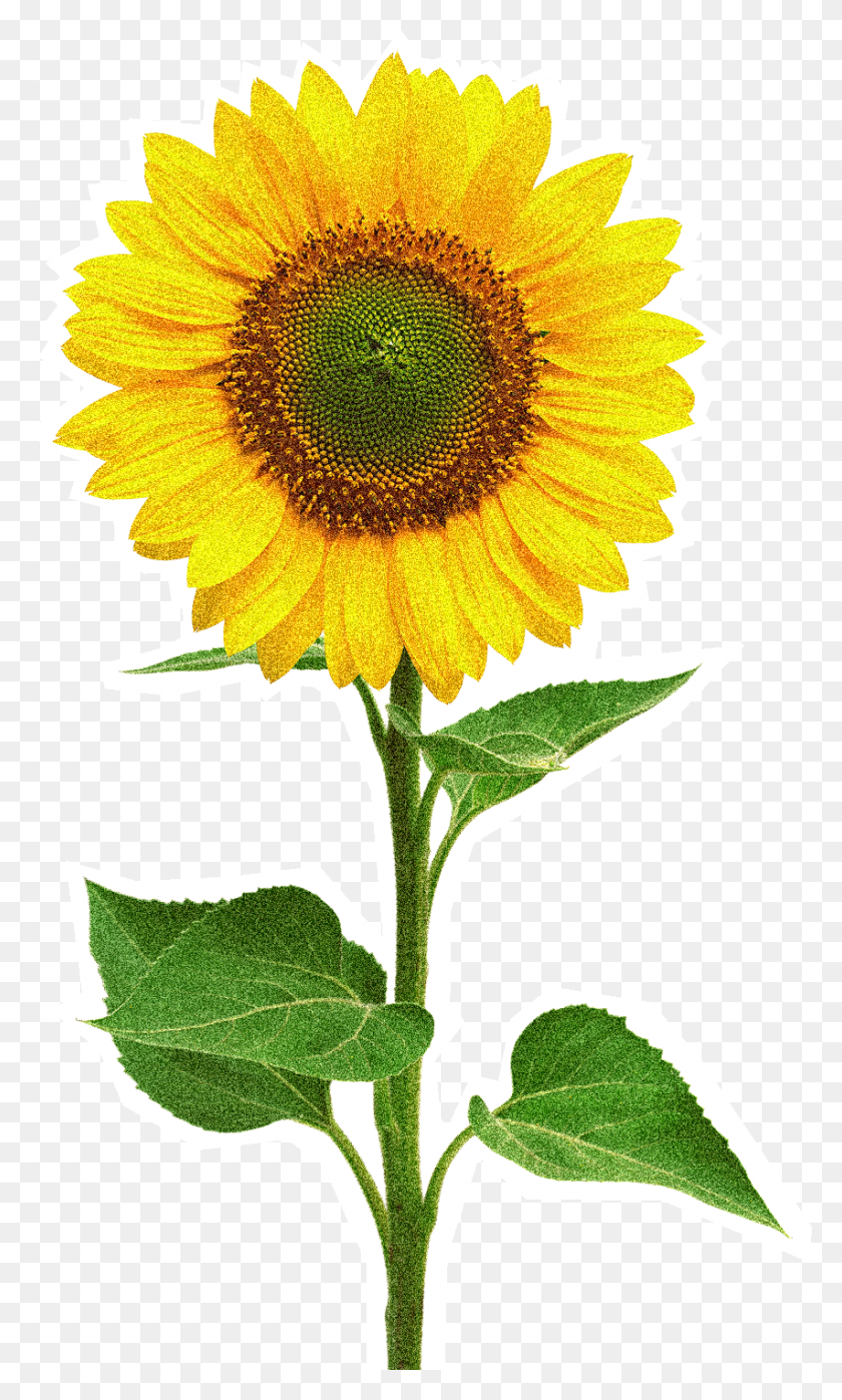 853x1463 Free Photo Report Sun Flower, Plant, Blossom, Sunflower HD PNG Download
