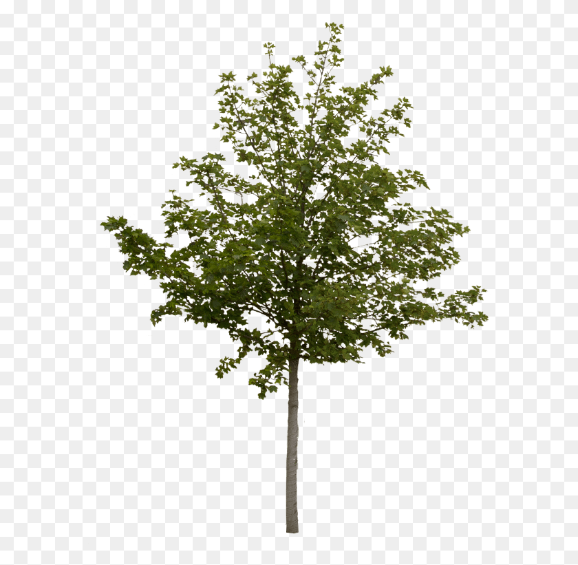586x761 Free Photoshop Tree Cut Out, Plant, Maple, Oak HD PNG Download