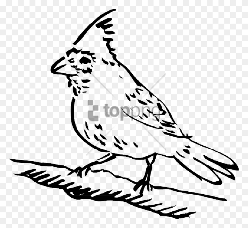 850x777 Free Picture Of Bird Perched Image With Transparent Clip Art Picture Of Bird Perched, Stencil, Animal, Jay HD PNG Download