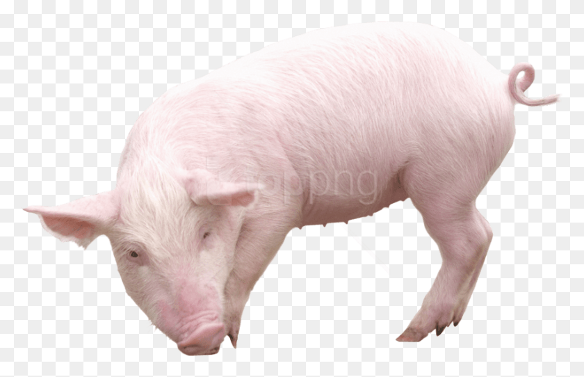 850x526 Free Pig From Sideview Images Transparent Pork, Mammal, Animal, Hog HD PNG Download