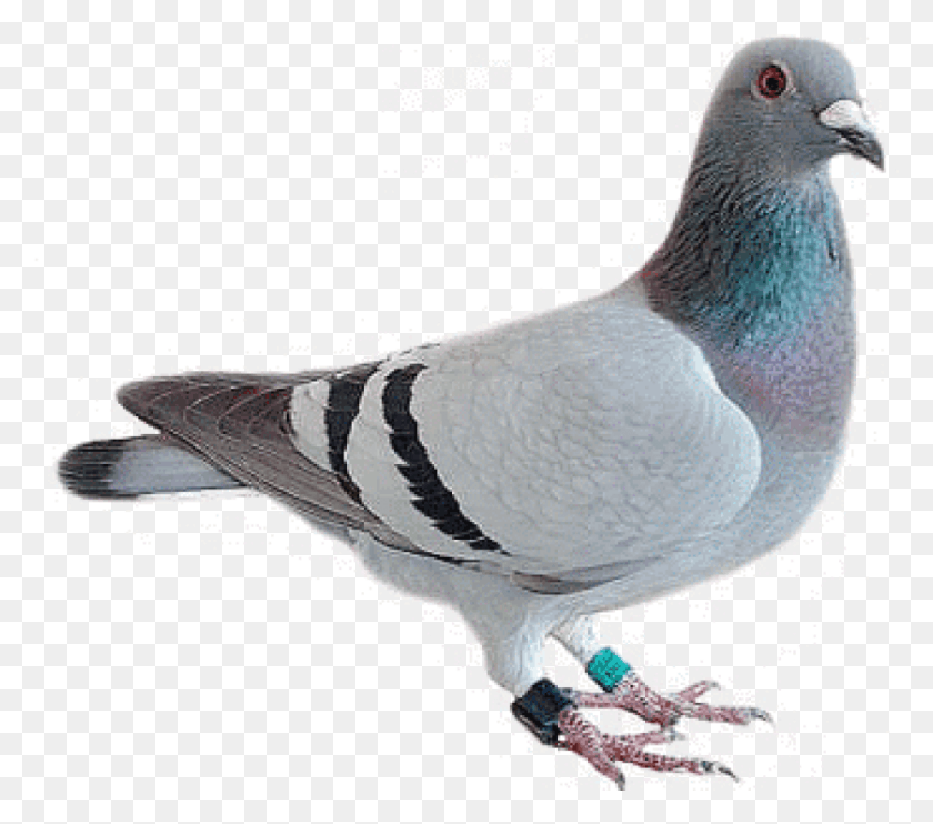 838x733 Free Pigeon Looking Images Background Pieong, Bird, Animal, Dove HD PNG Download