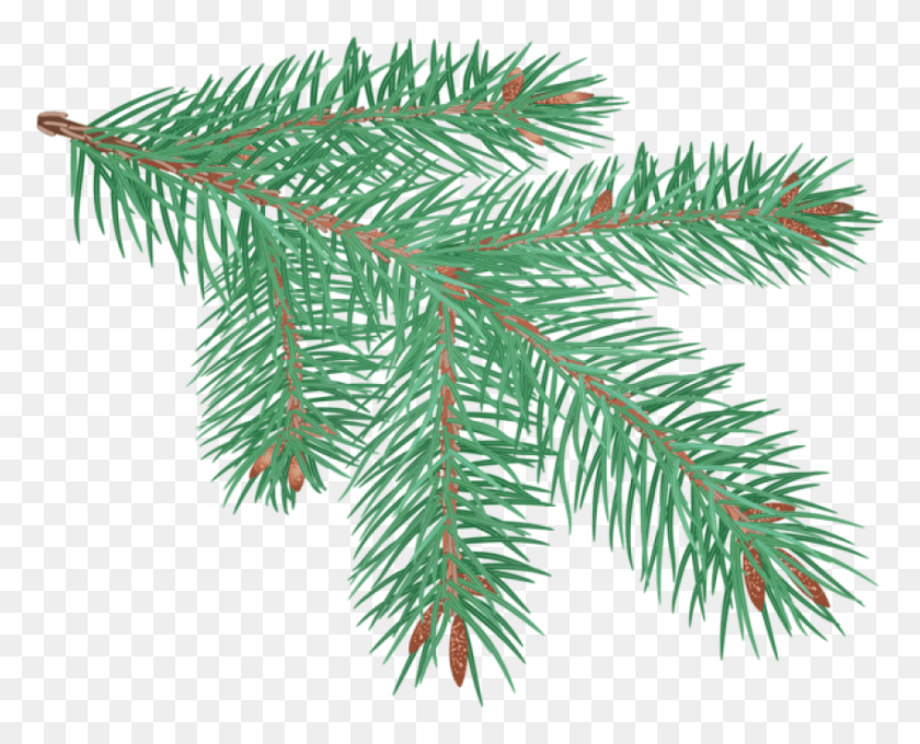 850x676 Free Pine Branch Clip Art, Tree, Plant, Conifer HD PNG Download