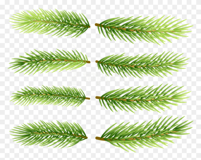 833x651 Free Pine Branch Set Shortstraw Pine, Leaf, Plant, Tree HD PNG Download