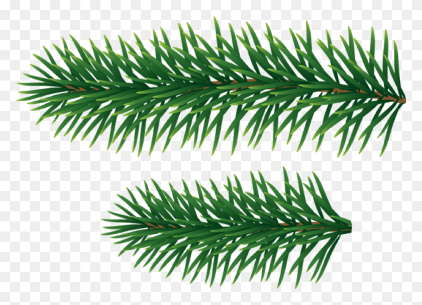 842x590 Free Pine Branches, Tree, Plant, Conifer HD PNG Download