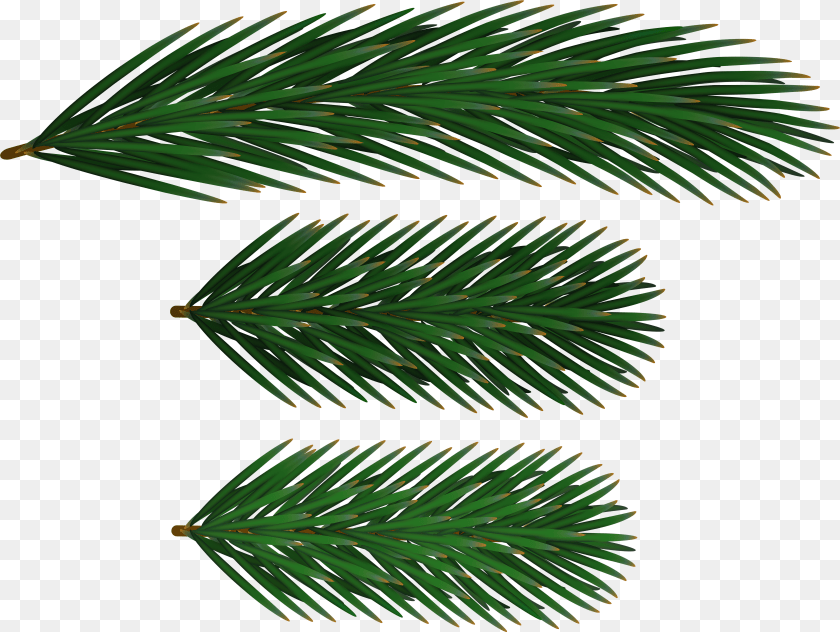 5909x4445 Free Pine Branches Images Transparent Oregon Pine Sticker PNG
