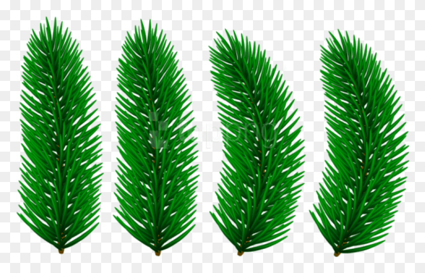 827x509 Free Pine Branches Transparent Images Transparent Clip Art, Leaf, Plant, Green HD PNG Download