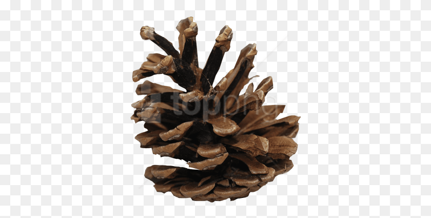 334x364 Free Pine Cone Images Background Transparent Pine Cones Clipart, Plant, Fungus, Wood HD PNG Download