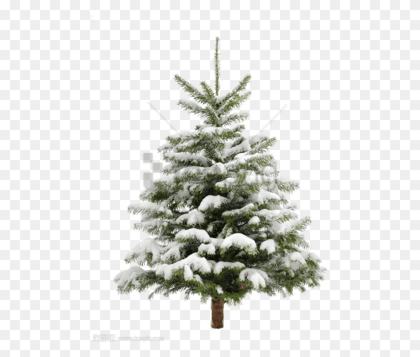 480x654 Free Pine Tree Images Background Christmas Tree Snow Transparent Background, Tree, Plant, Ornament HD PNG Download