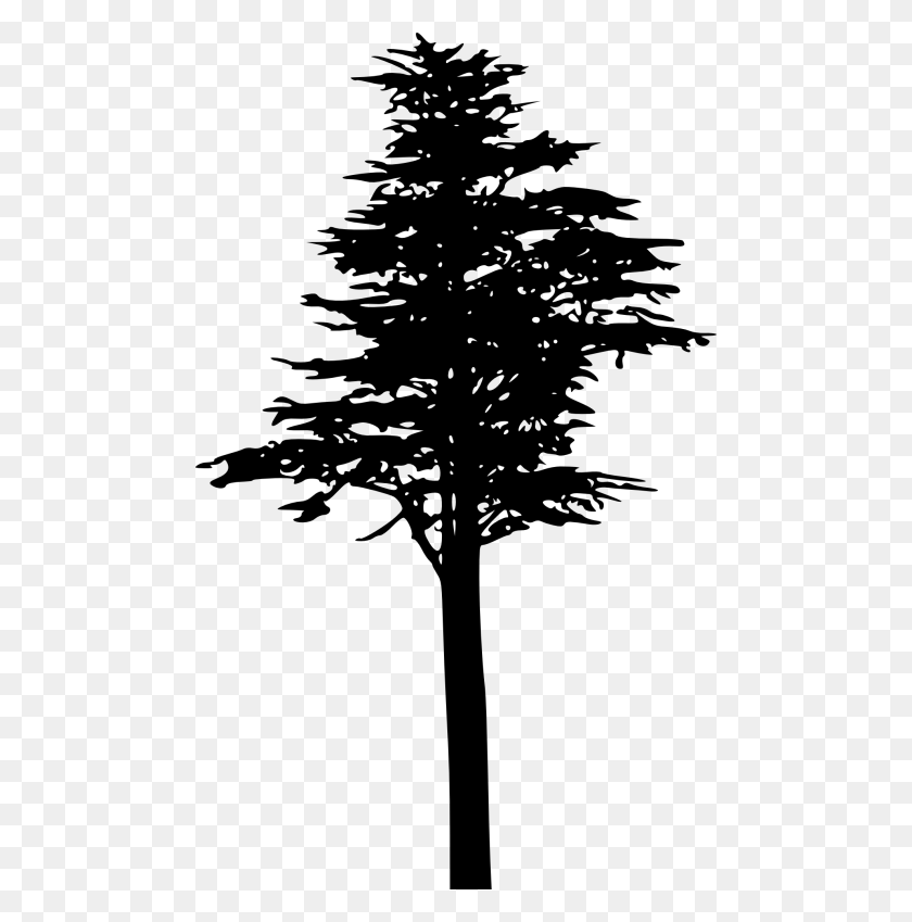 480x789 Free Pine Tree Silhouette Pine Silhouette, Tree, Plant, Fir HD PNG Download