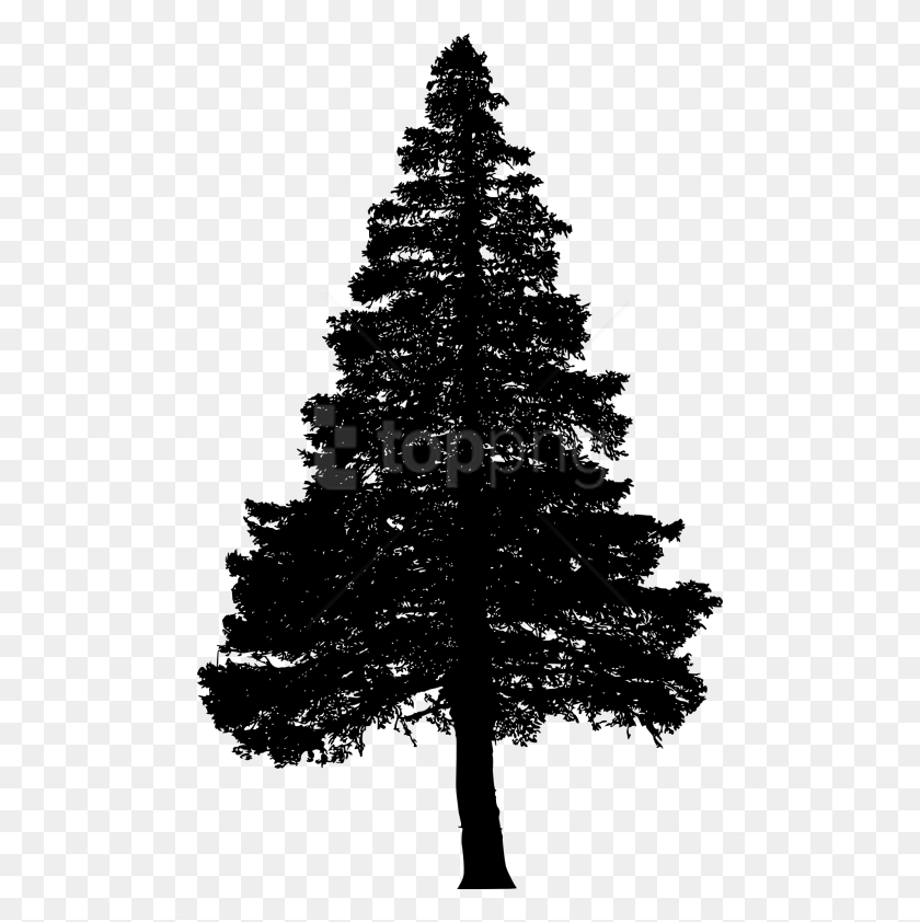 480x782 Free Pine Tree Silhouette Pine Tree Silhouette, Tree, Plant, Christmas Tree HD PNG Download