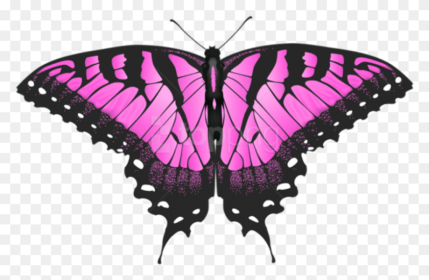 837x525 Free Pink Butterfly Transparent Images Transparent Tiger Swallowtail Butterfly, Insect, Invertebrate, Animal HD PNG Download