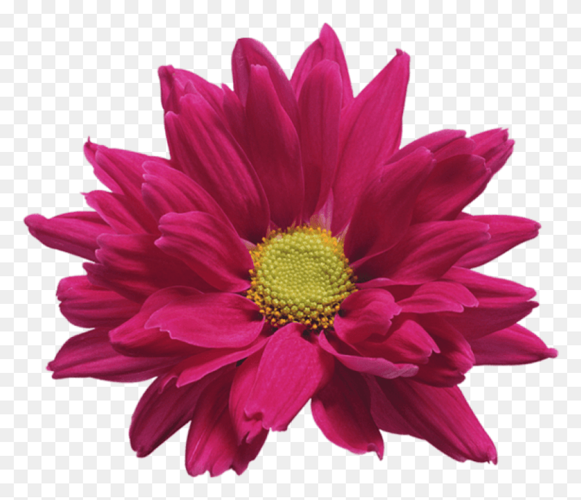 810x690 Descargar Png Flor De Crisantemo Rosa Transparente Png Gratis