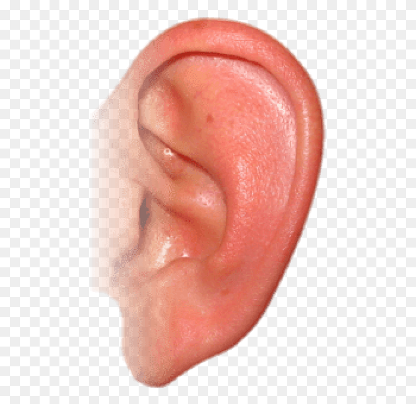 480x756 Free Pink Ear Images Background Ear HD PNG Download