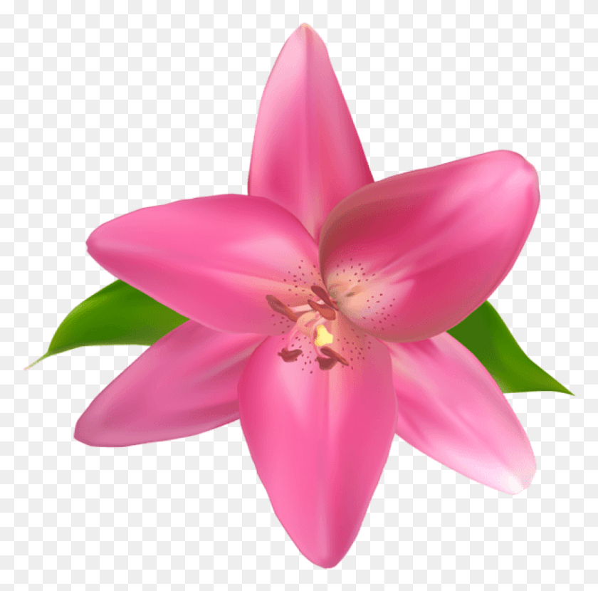 842x832 Free Pink Flower Images Background Lily, Plant, Flower, Blossom HD PNG Download