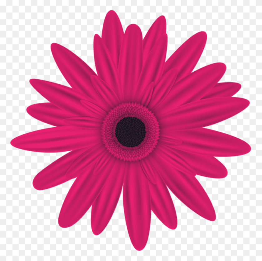 850x845 Free Pink Flower Images Background Pink Flowers Clip Art Free, Plant, Daisy, Flower HD PNG Download