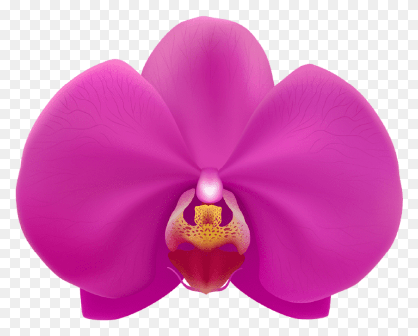 843x666 Descargar Png Orquídea Rosa Png Transparente Orqudea Vetor Png