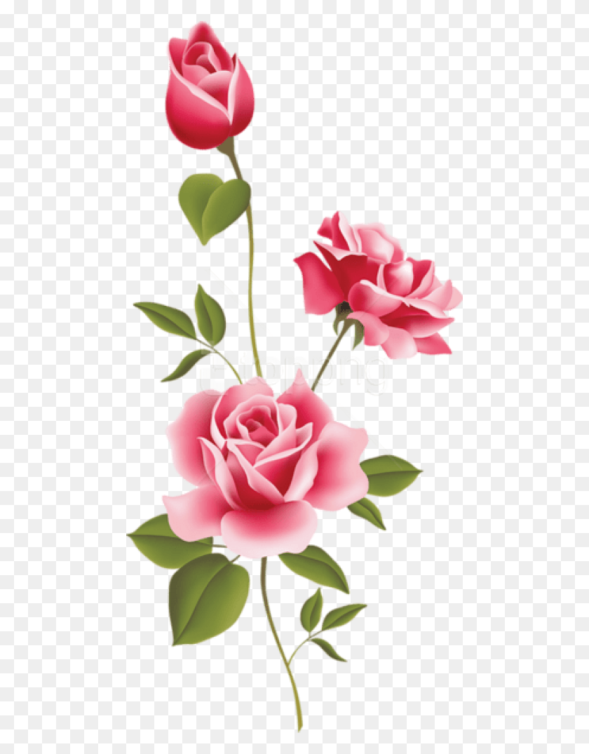 480x1015 Free Pink Rose Art Images Transparent Free Clip Art Pink Roses, Rose, Flower, Plant HD PNG Download